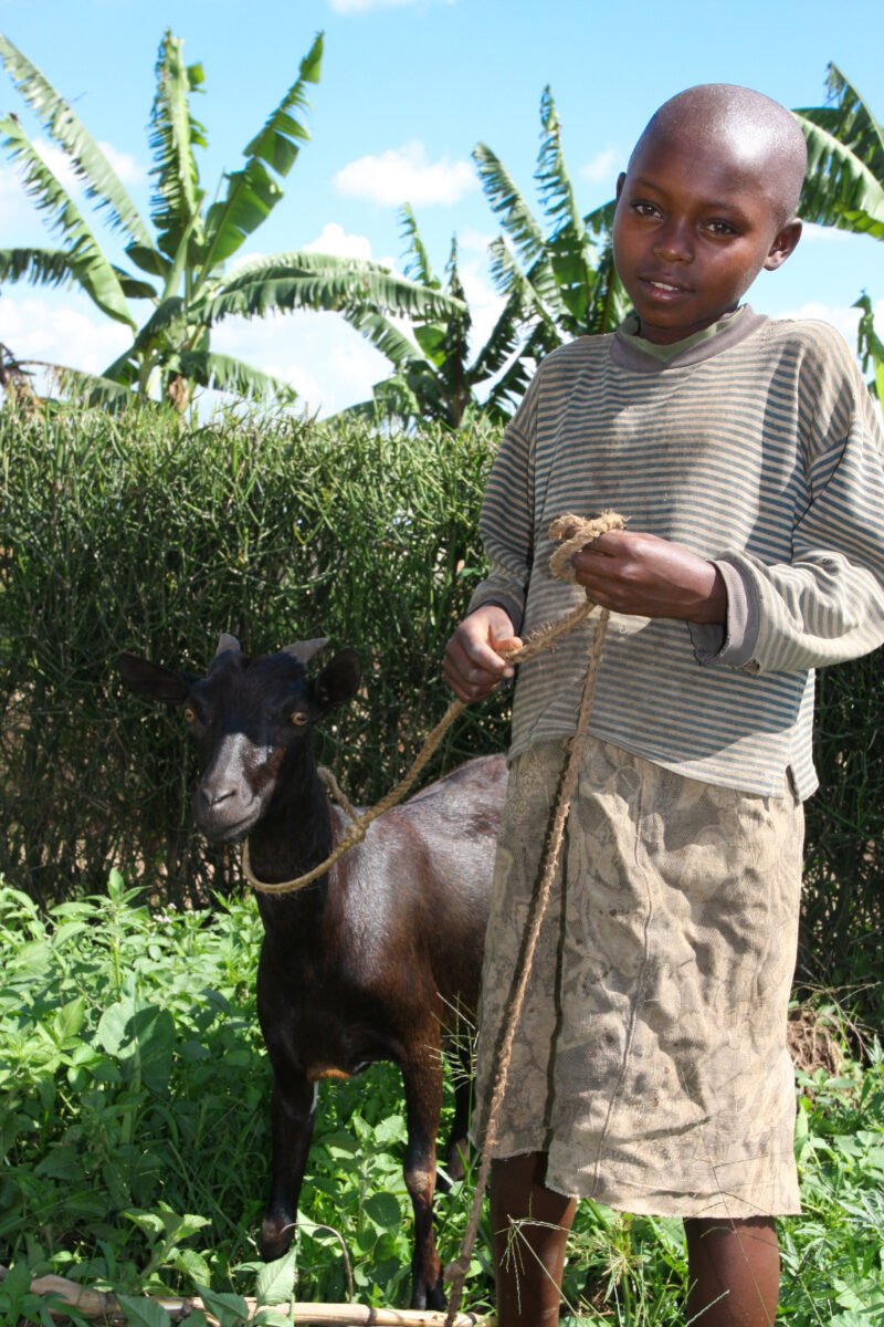 Stock Images of Rwanda — Young girl tends to the family goat. — Rwanda, Africa, child, Children, faces