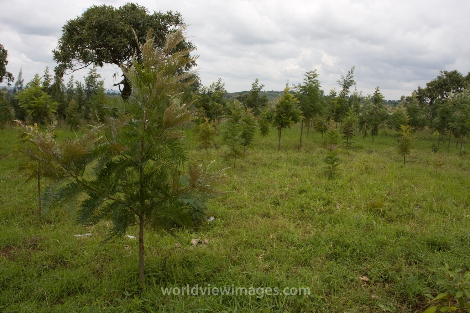Reforestation Project
