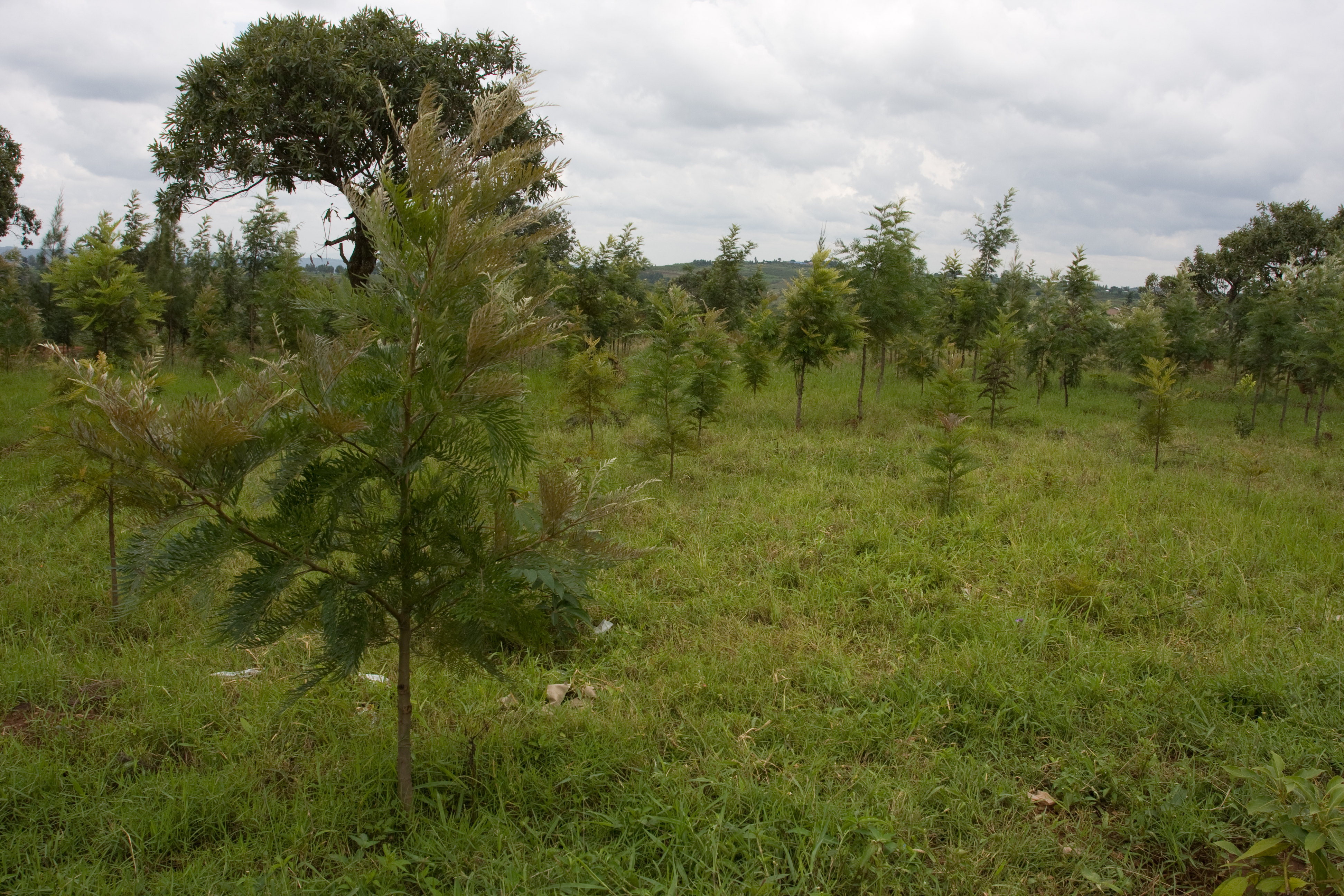 Reforestation Project