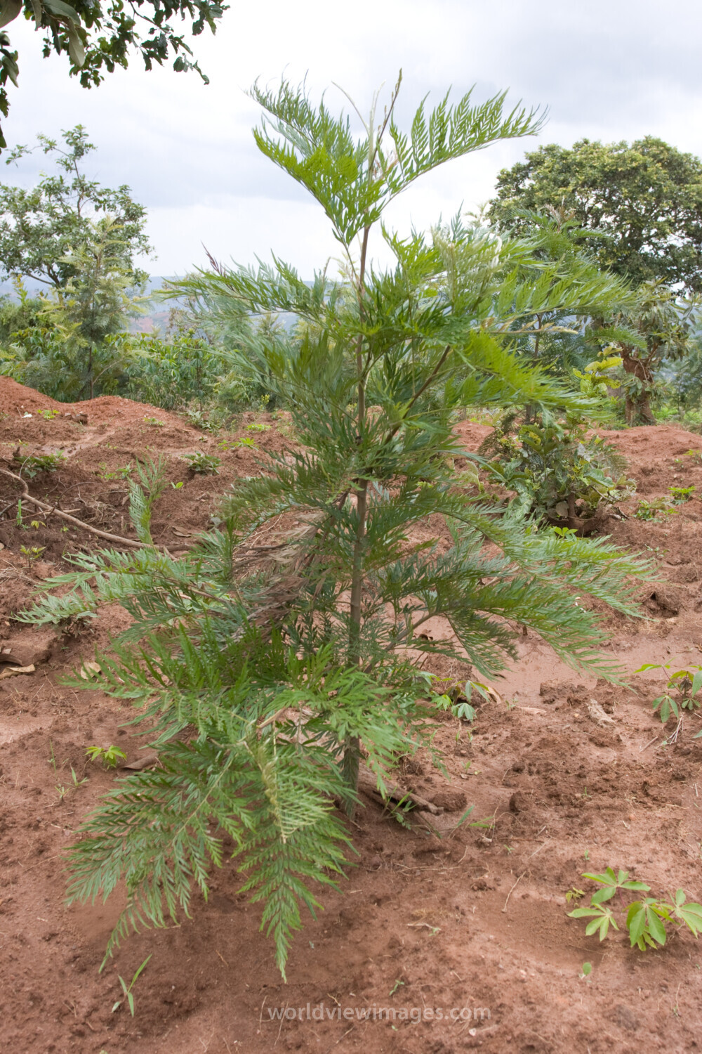 Reforestation Project