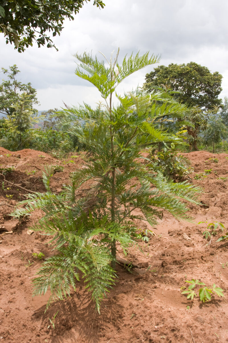 Reforestation Project — Rwanda, Africa, reforestation