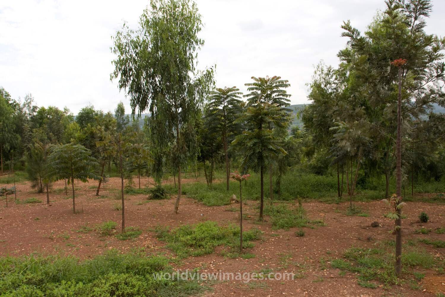 Reforestation Project