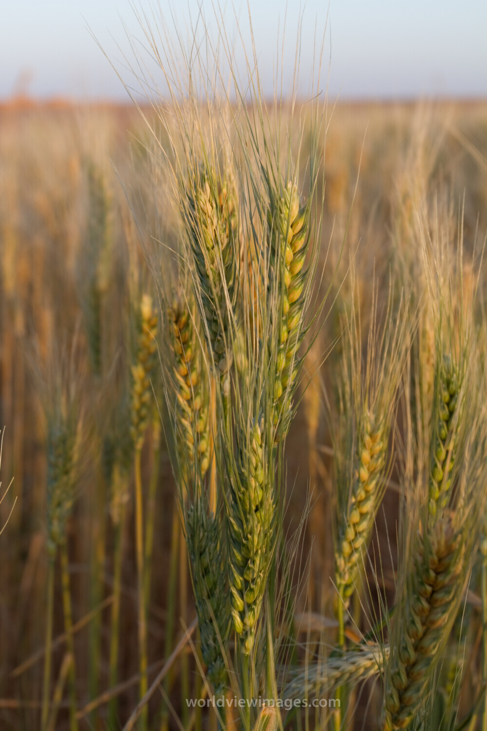 Wheat Ready for Harvest