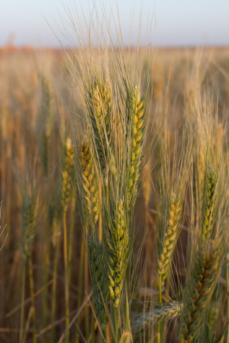 Wheat Ready for Harvest — Wheat fields in the desert, thanks to a deep well irrigation system installed by ADRA Norway — Africa, Sudan, wheat, grain, grains