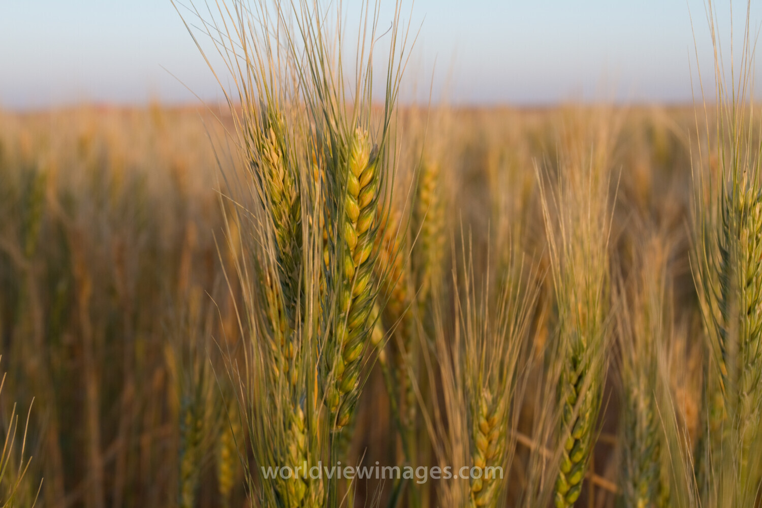 Wheat Ready for Harvest