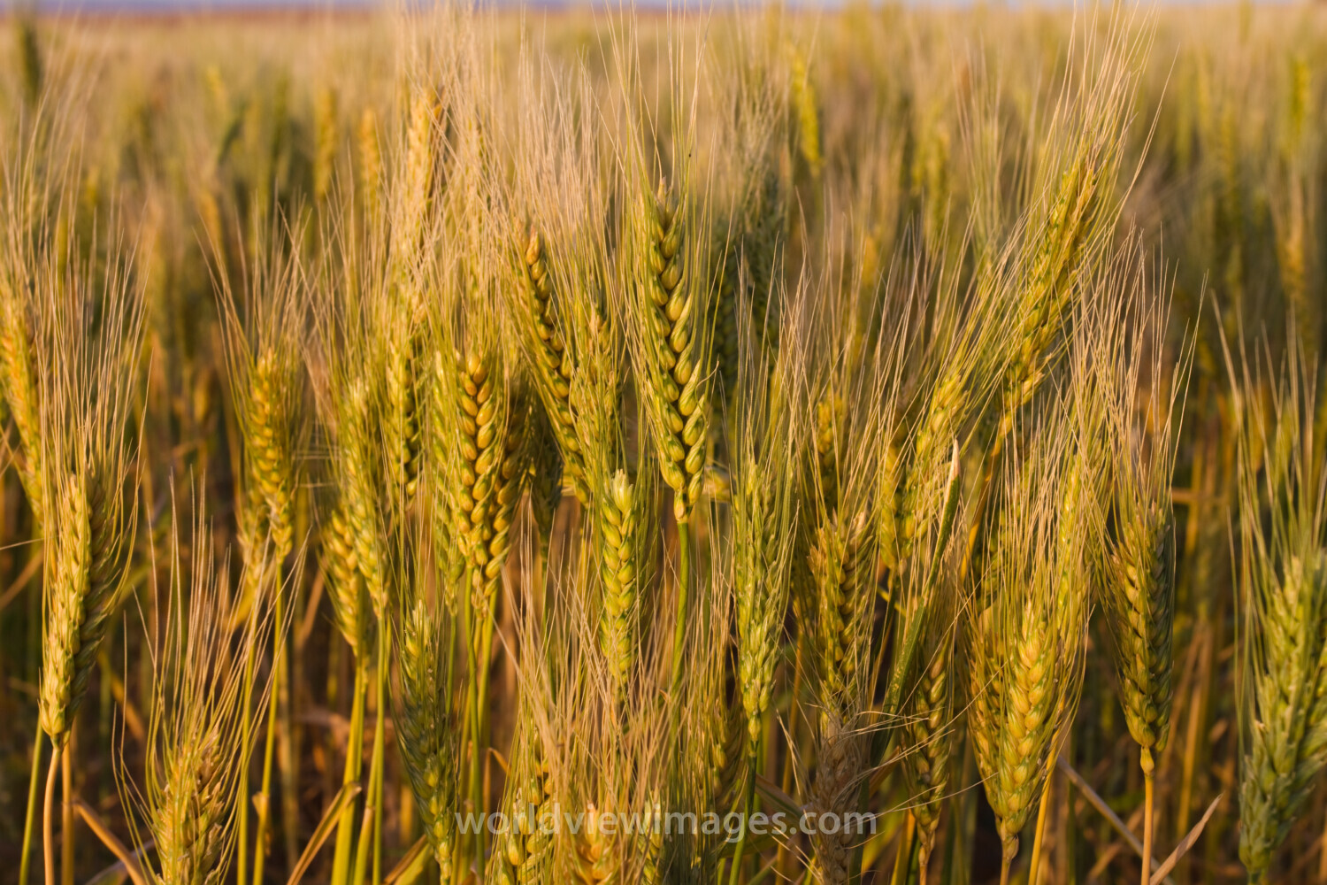 Wheat Ready for Harvest