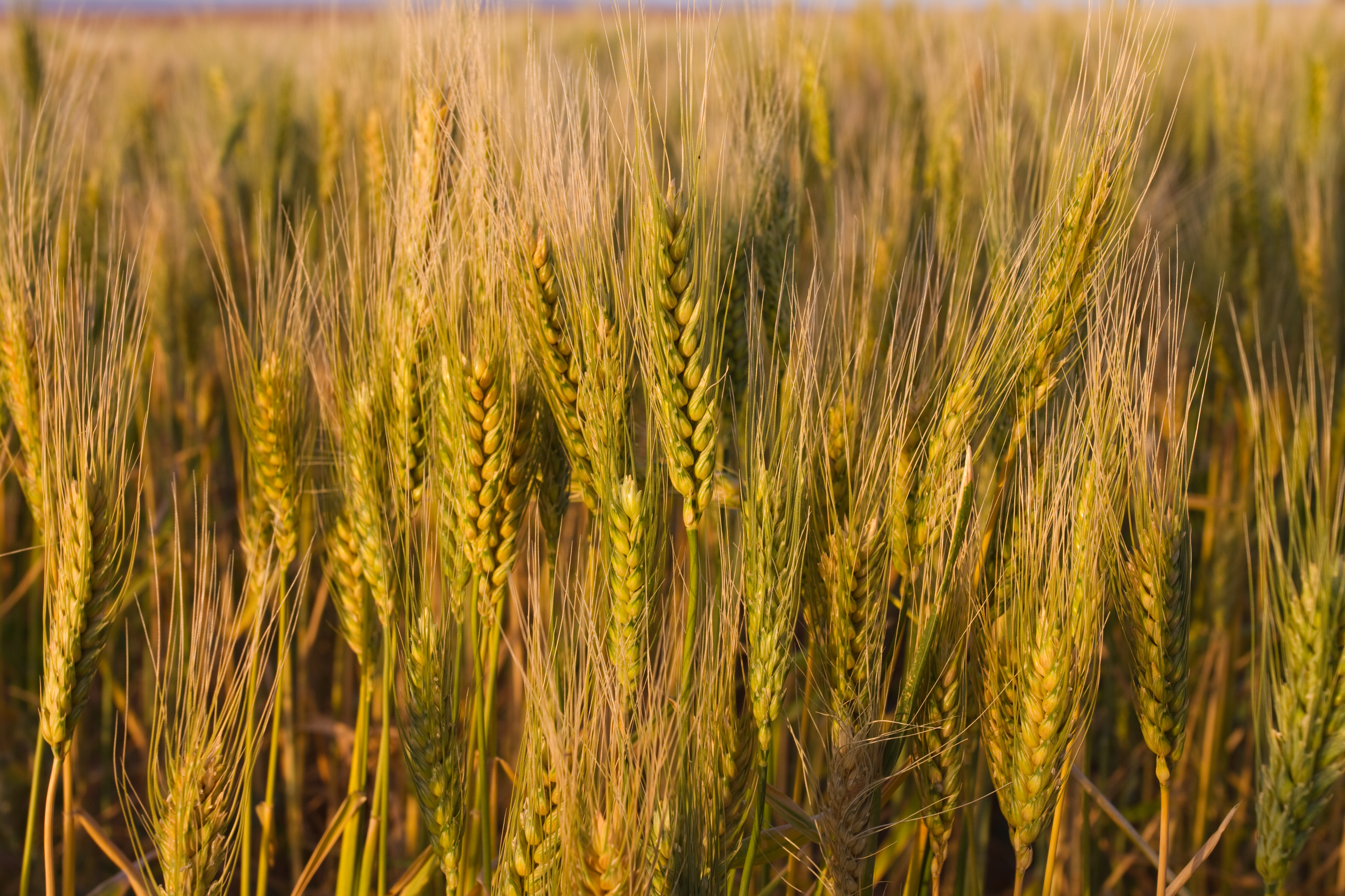Wheat Ready for Harvest