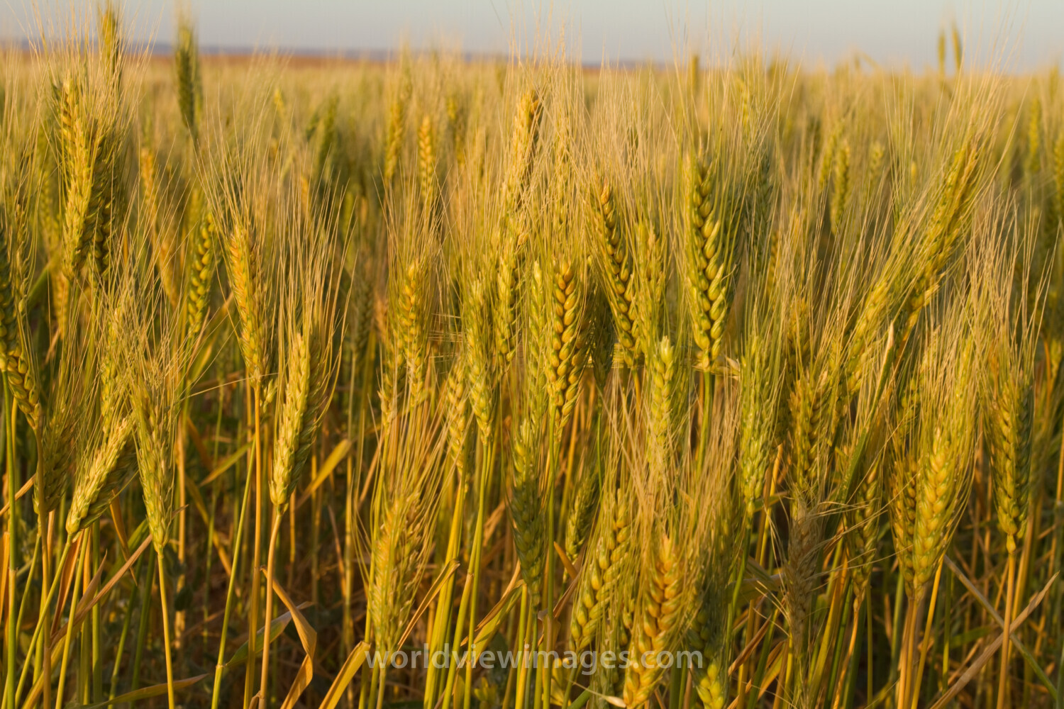 Wheat Ready for Harvest
