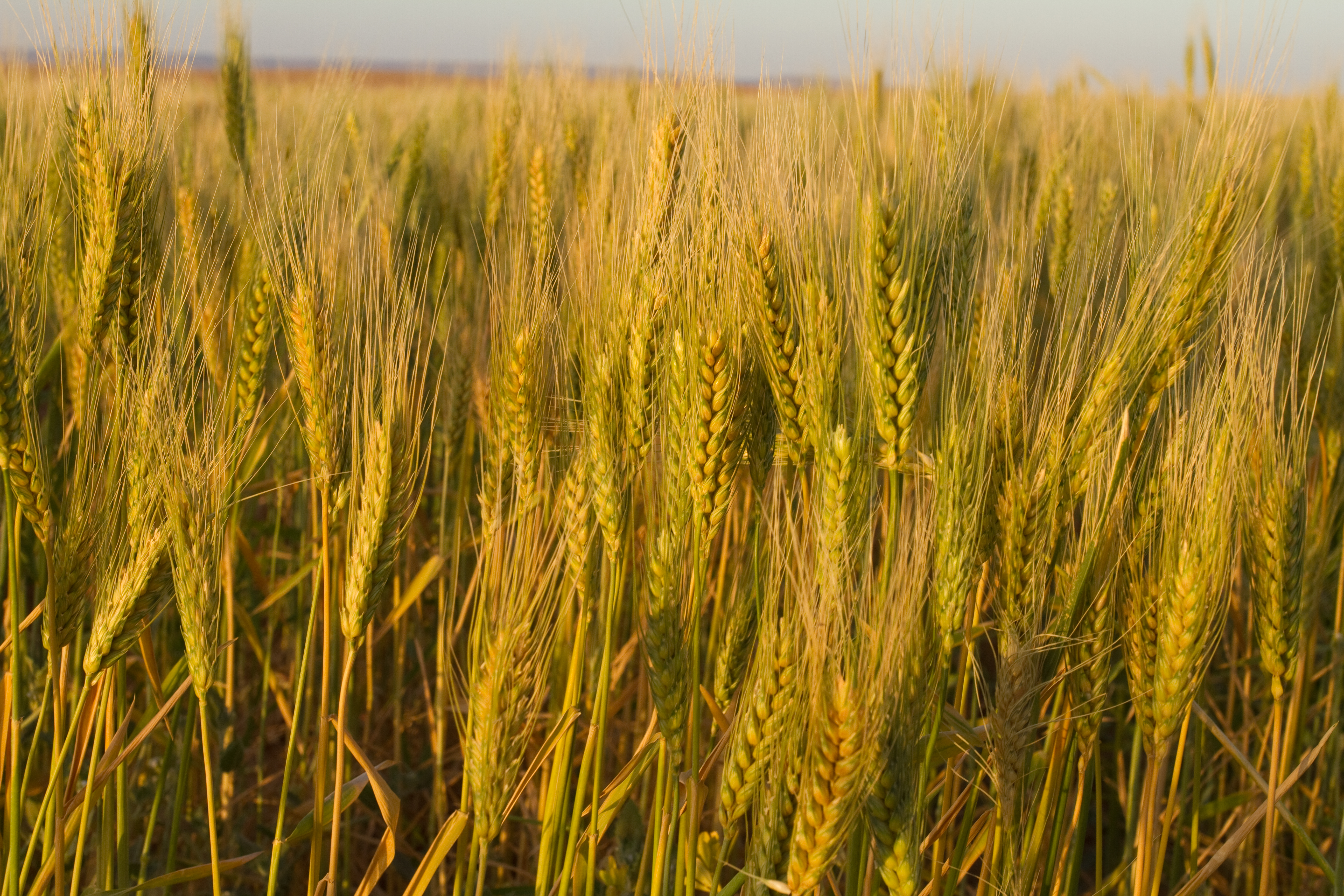 Wheat Ready for Harvest