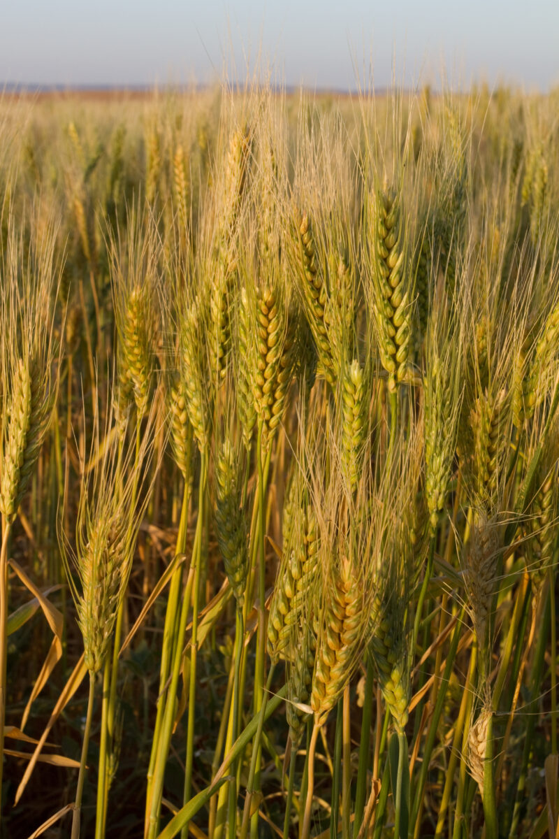 Wheat Ready for Harvest — Wheat fields in the desert, thanks to a deep well irrigation system installed by ADRA Norway — Africa, Sudan, wheat, grain, grains