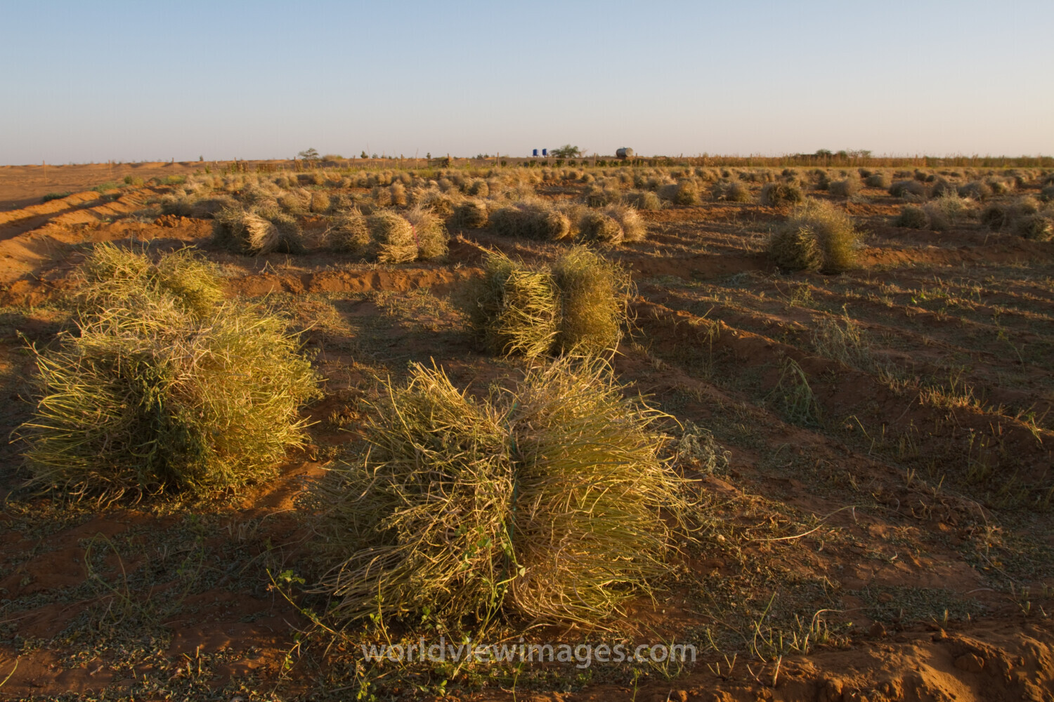 Bundles of Wheat