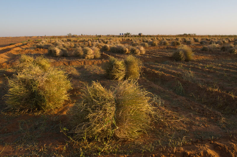 Bundles of Wheat — Bundles of produce harvested from irrigated plots in the deserts of Sudan — Africa, Sudan