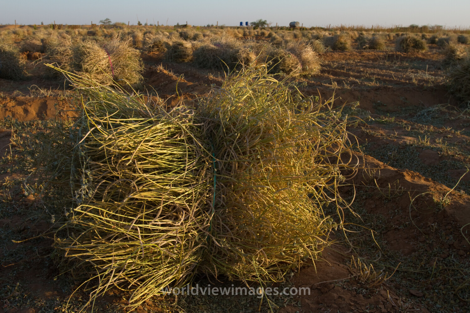 Harvest Time