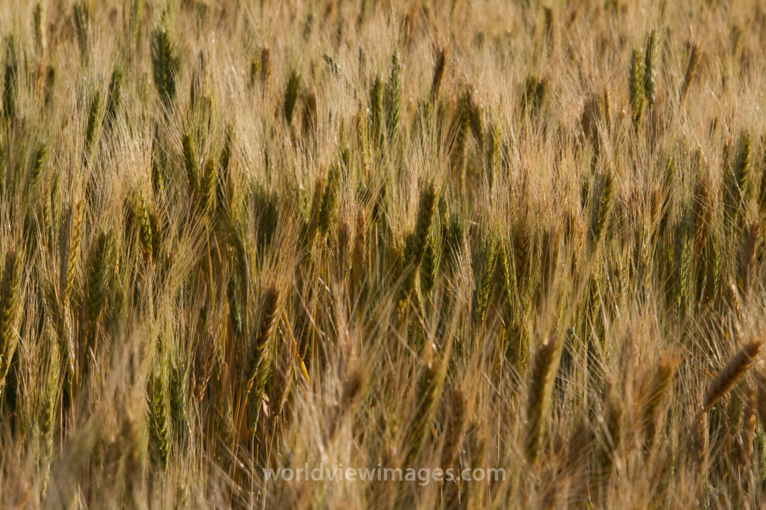 Wheat Ready for Harvesting