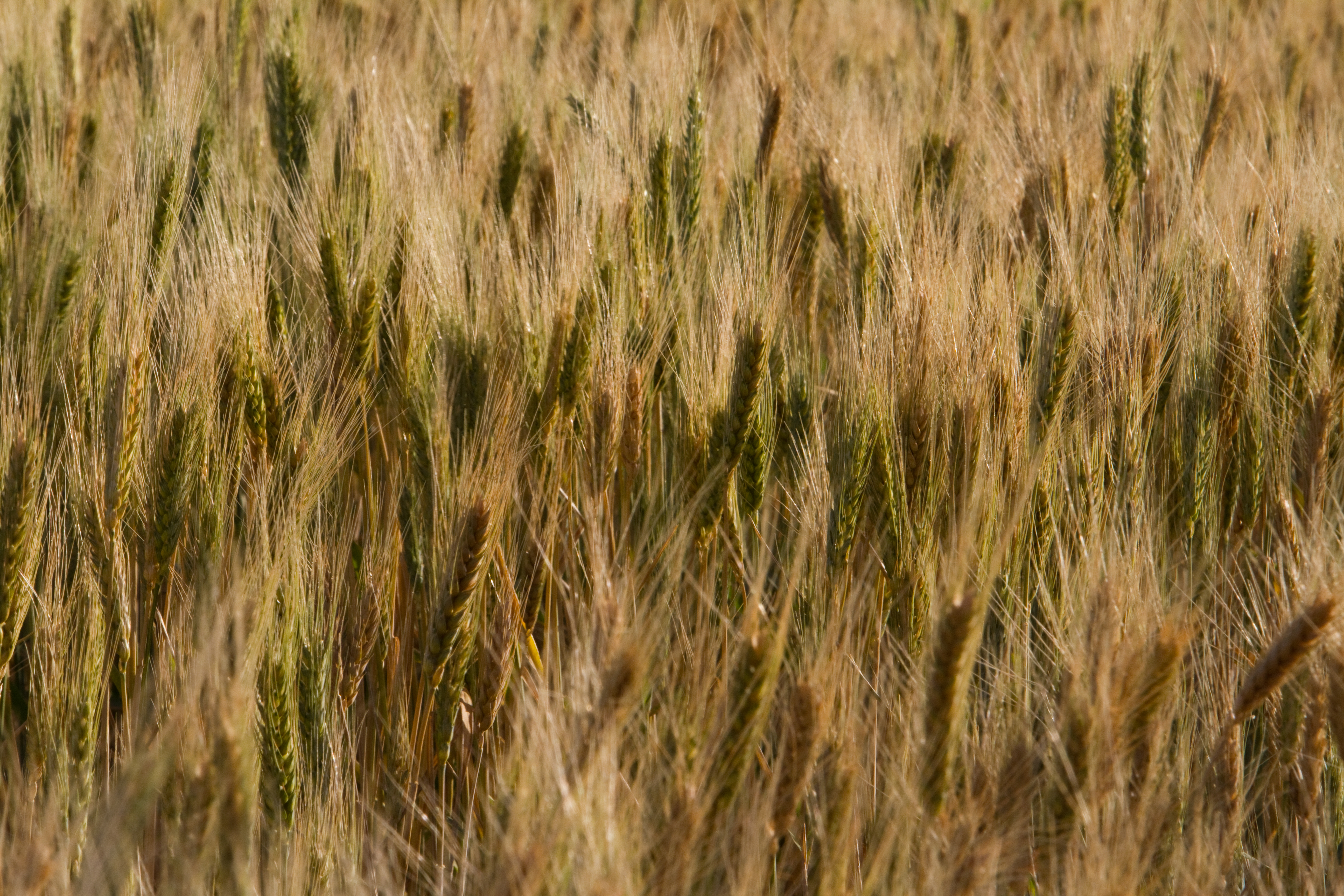 Wheat Ready for Harvesting