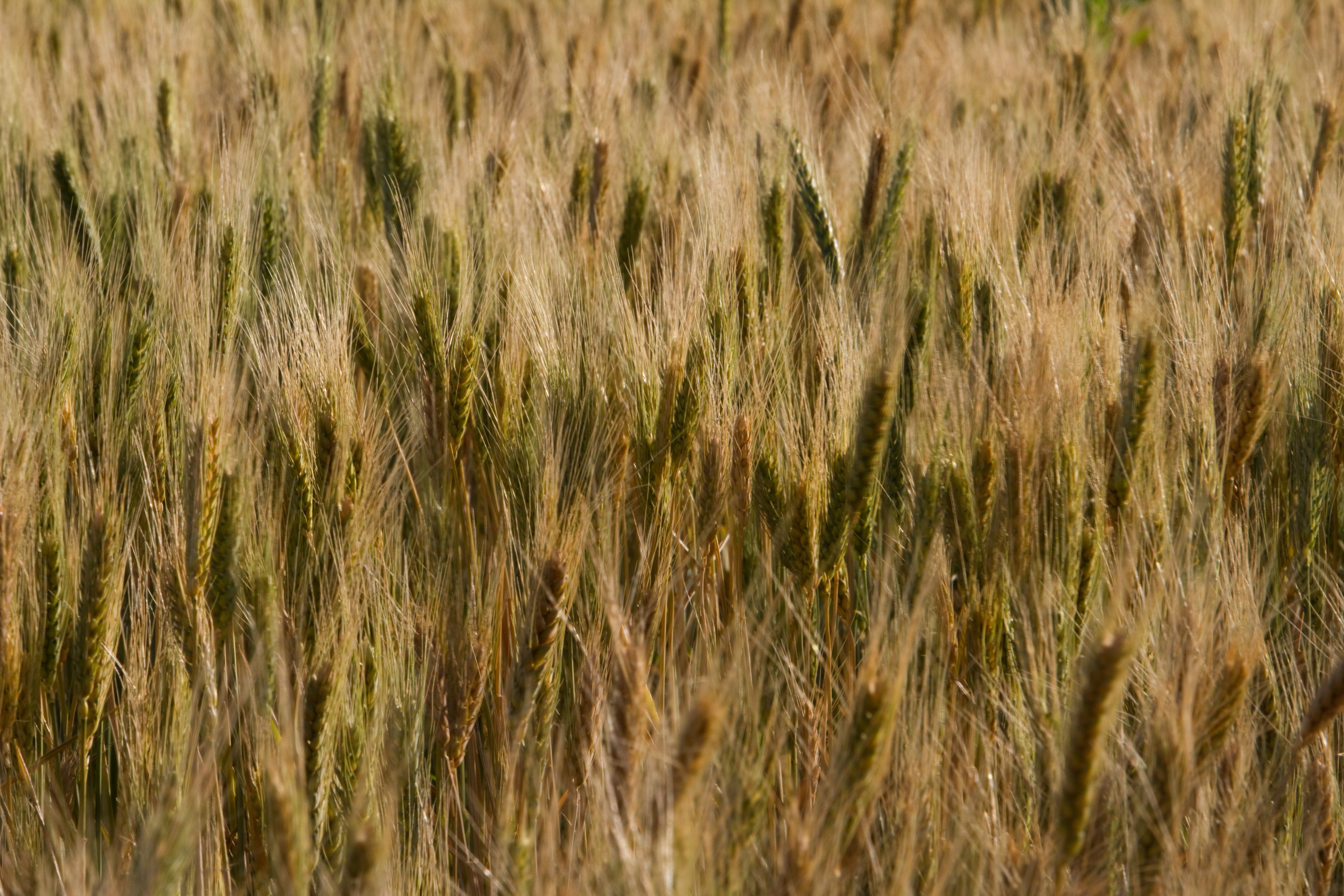Wheat Ready for Harvesting