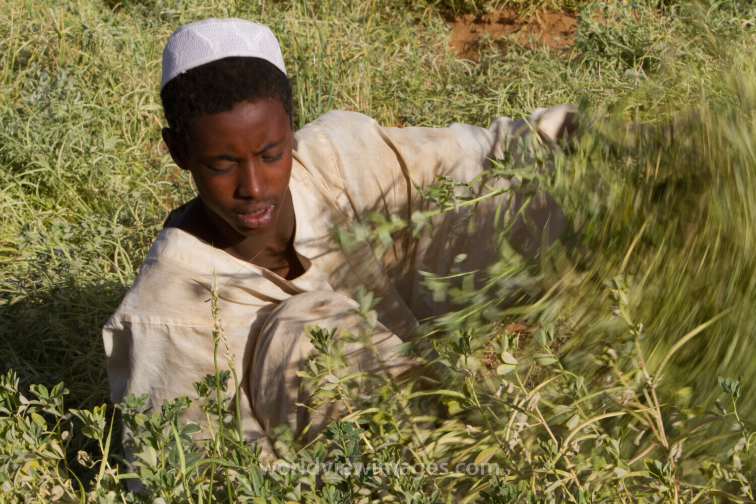 Harvesting in Sudan