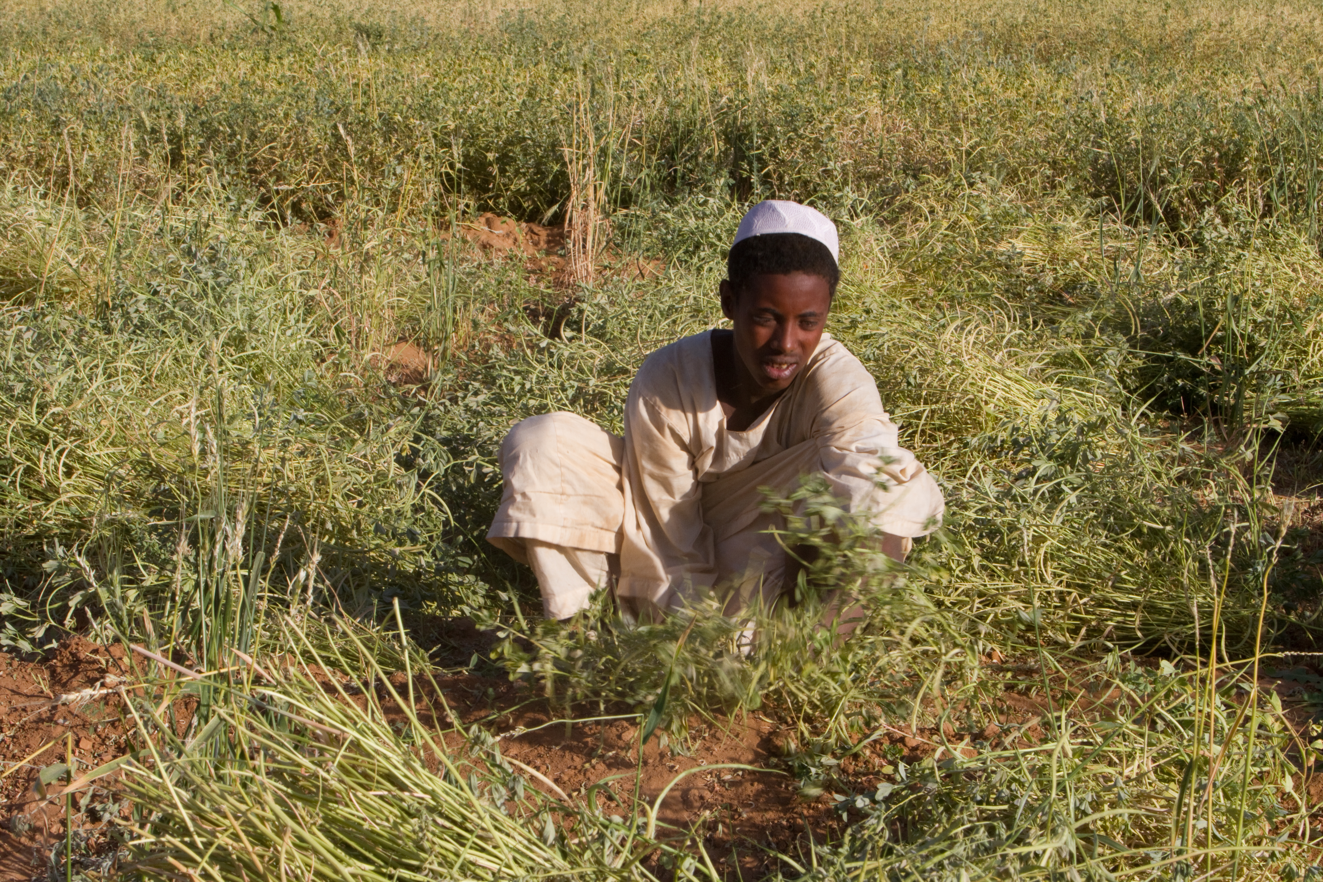 Harvesting in Sudan