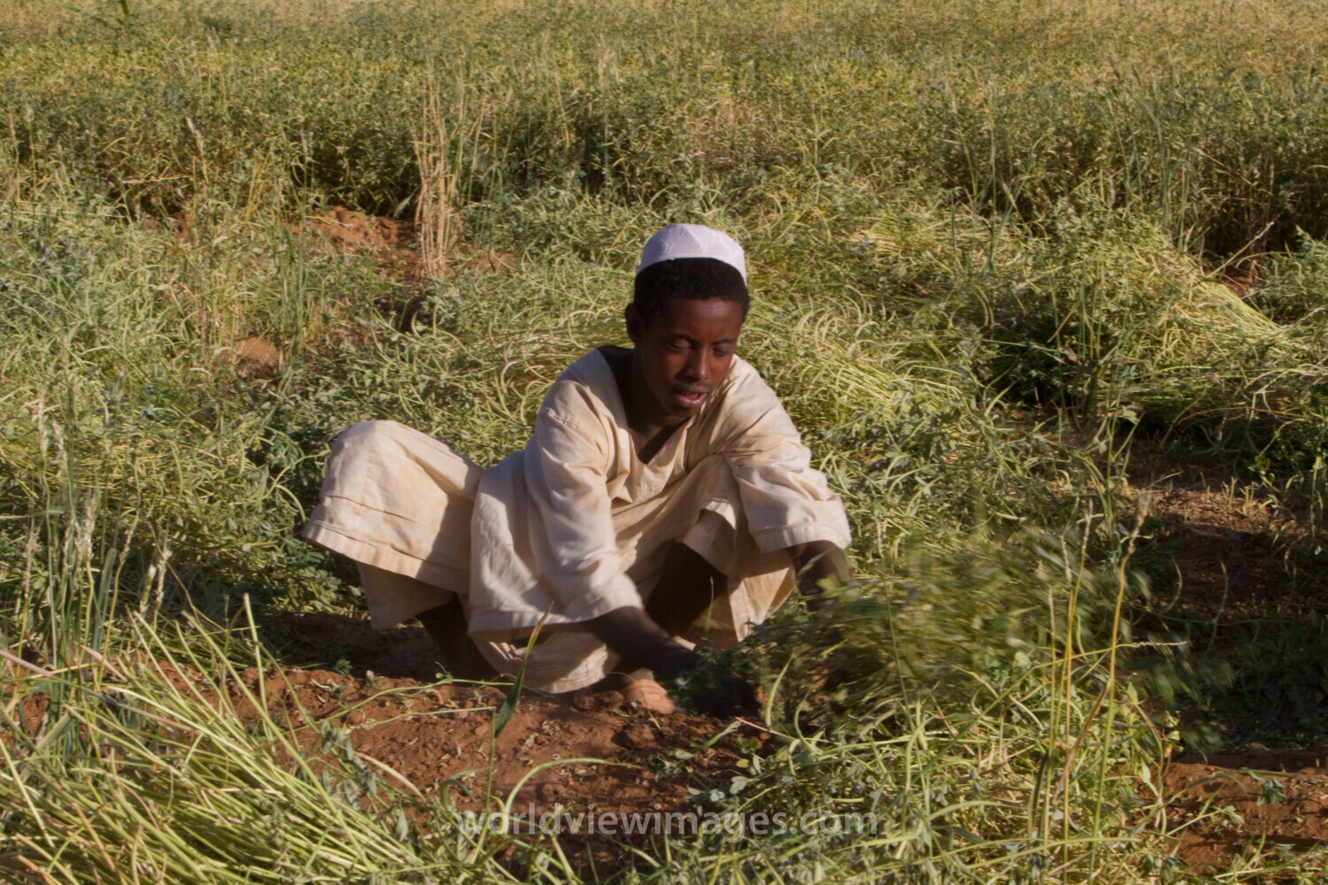 Harvesting in Sudan