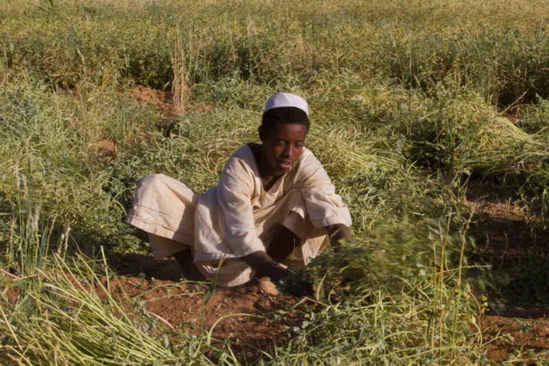 Harvesting in Sudan — Men harvest their crops, grown in a desert region of Sudan, thanks to a irrigation system installed by ADRA Norway — Africa, Sudan, foo...