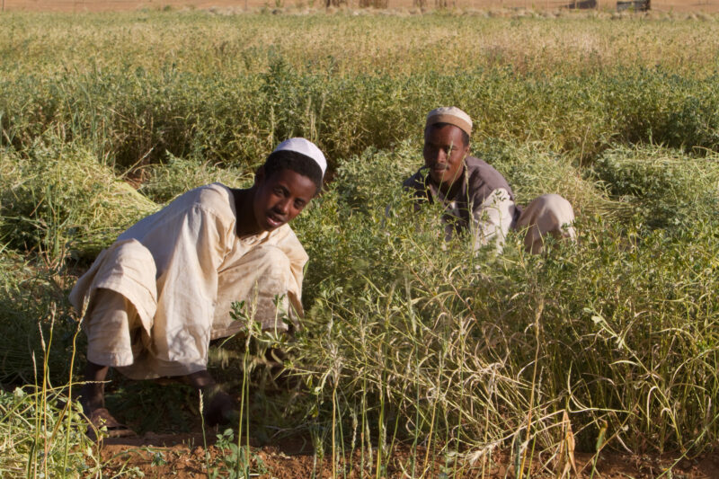 Harvesting in Sudan — Men harvest their crops, grown in a desert region of Sudan, thanks to a irrigation system installed by ADRA Norway — Africa, Sudan, foo...