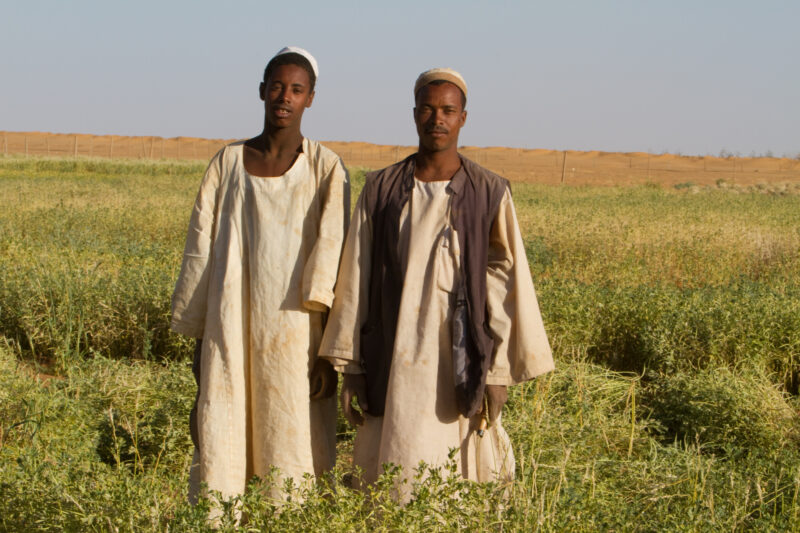 Desert Farmers — Men harvest their crops, grown in a desert region of Sudan, thanks to a irrigation system installed by ADRA Norway — Africa, Sudan, food, wa...