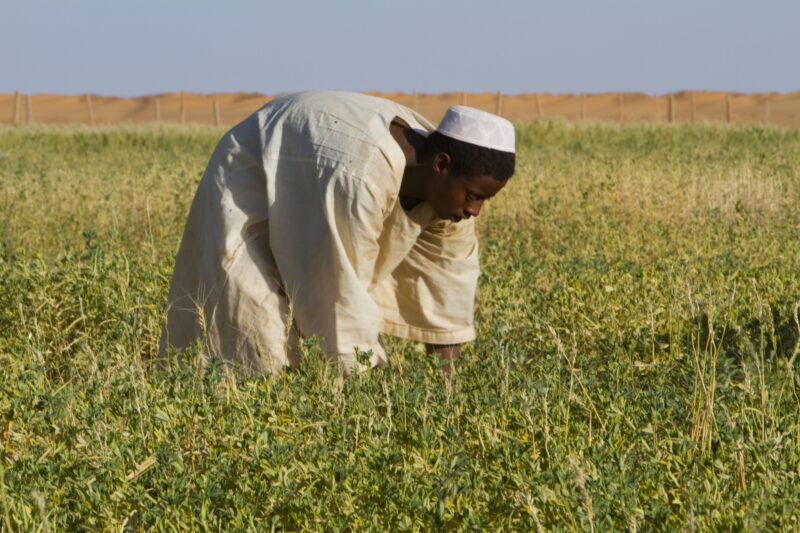 Harvesting in Sudan — Men harvest their crops, grown in a desert region of Sudan, thanks to a irrigation system installed by ADRA Norway — Africa, Sudan, foo...