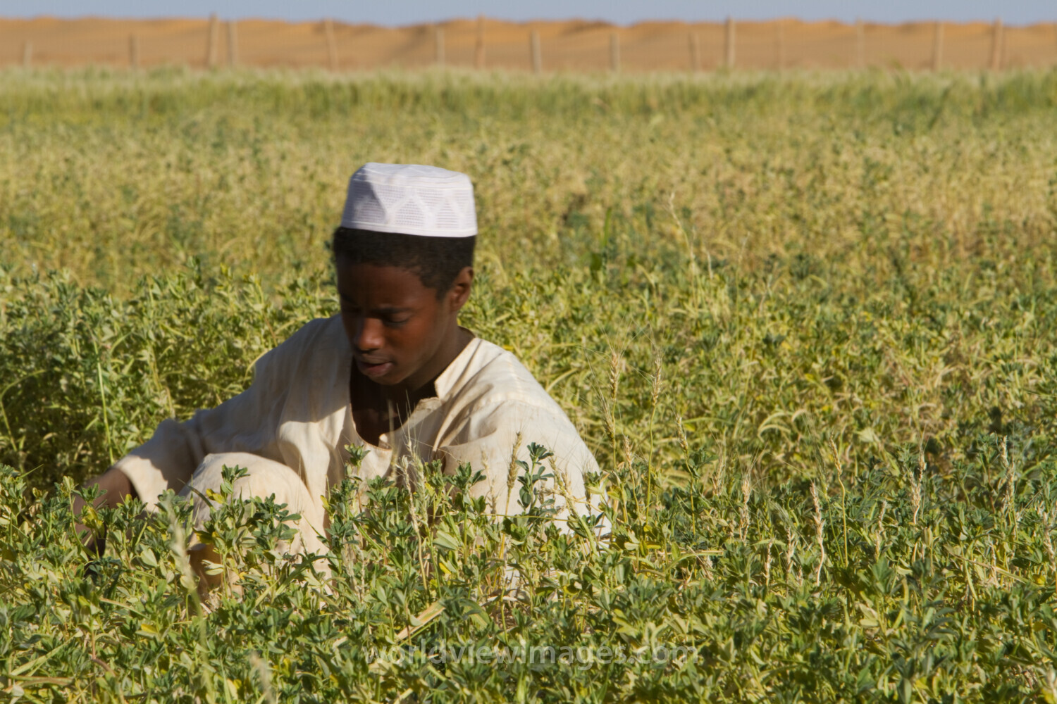 Harvesting in Sudan