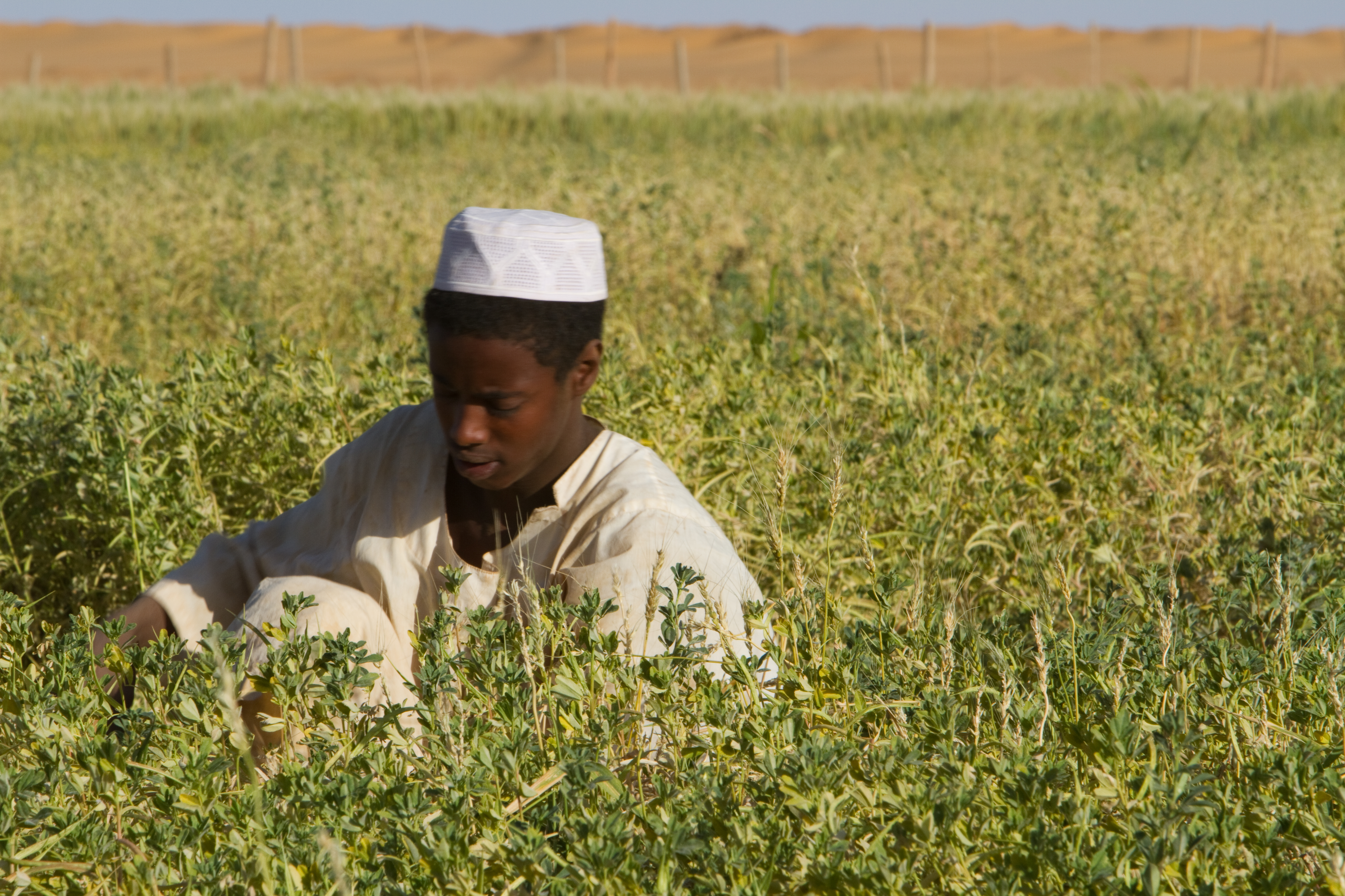 Harvesting in Sudan