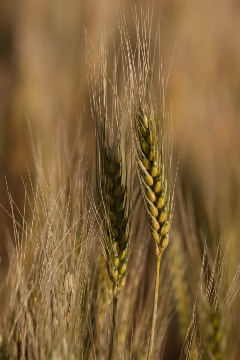 Wheat — Africa, Sudan, wheat, grain, grains