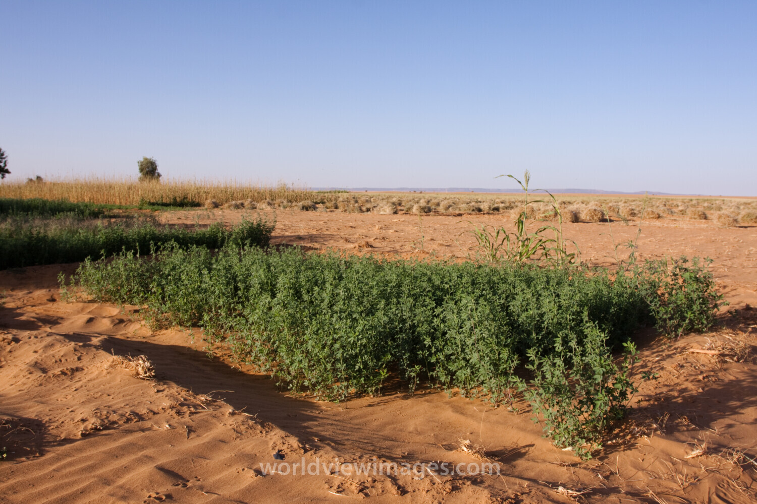 Desert Agriculture