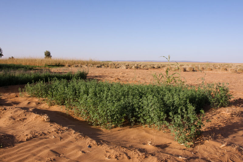 Photo: Desert Agriculture — Africa, Sudan