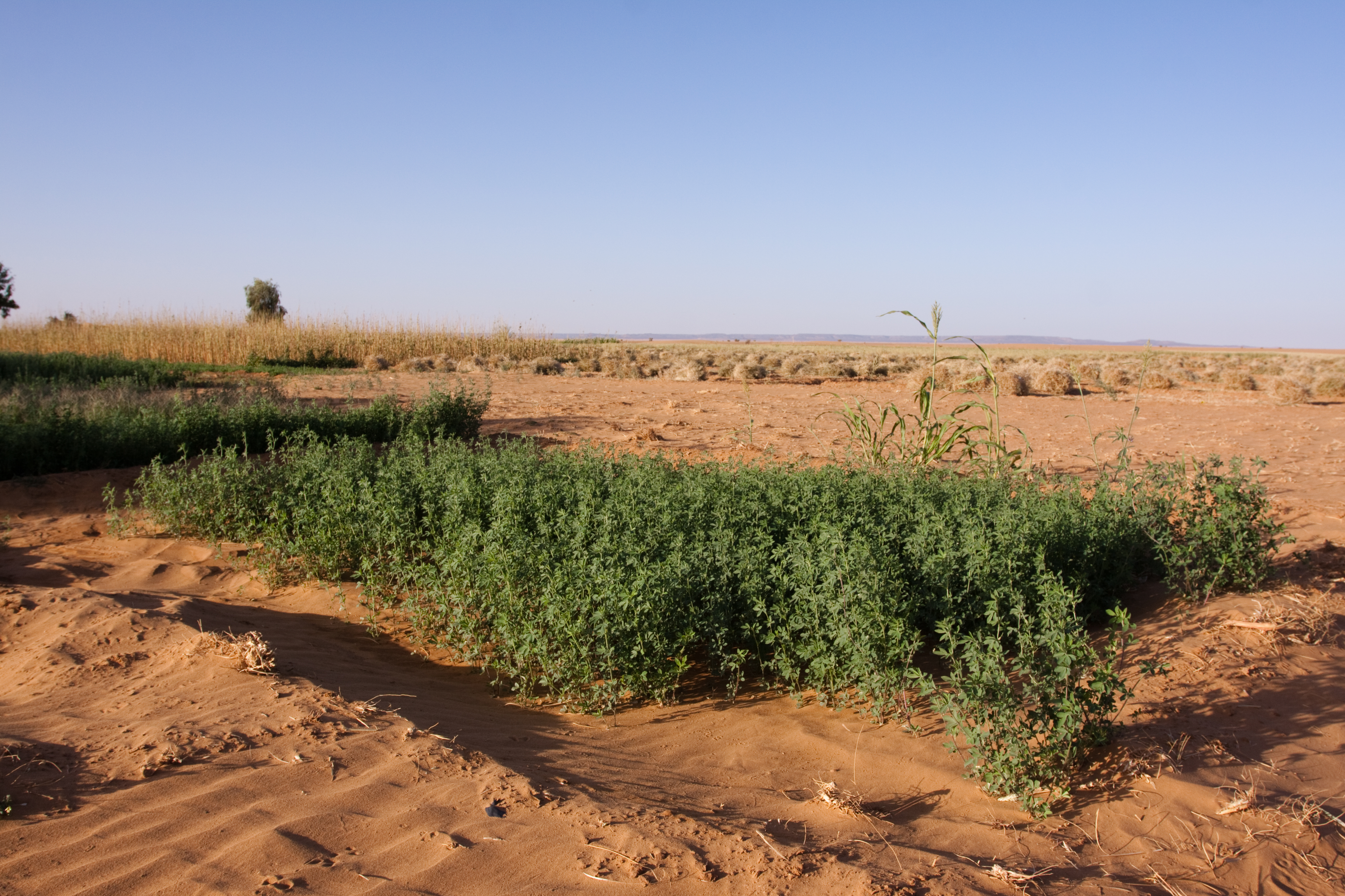 Desert Agriculture