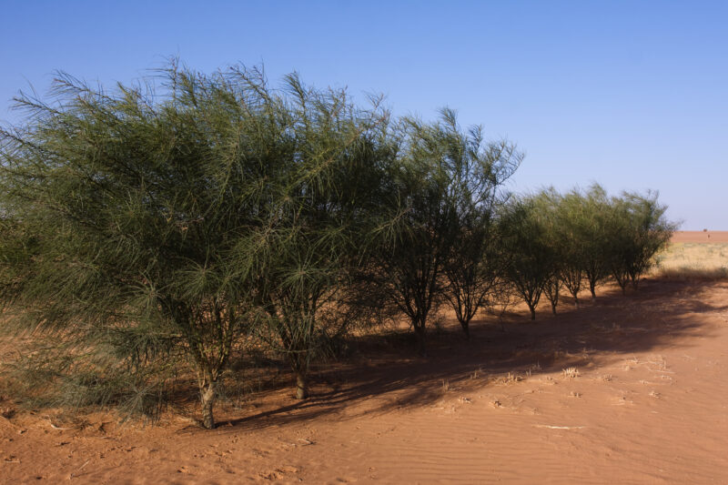 Photo: Desert Agriculture — Africa, Sudan