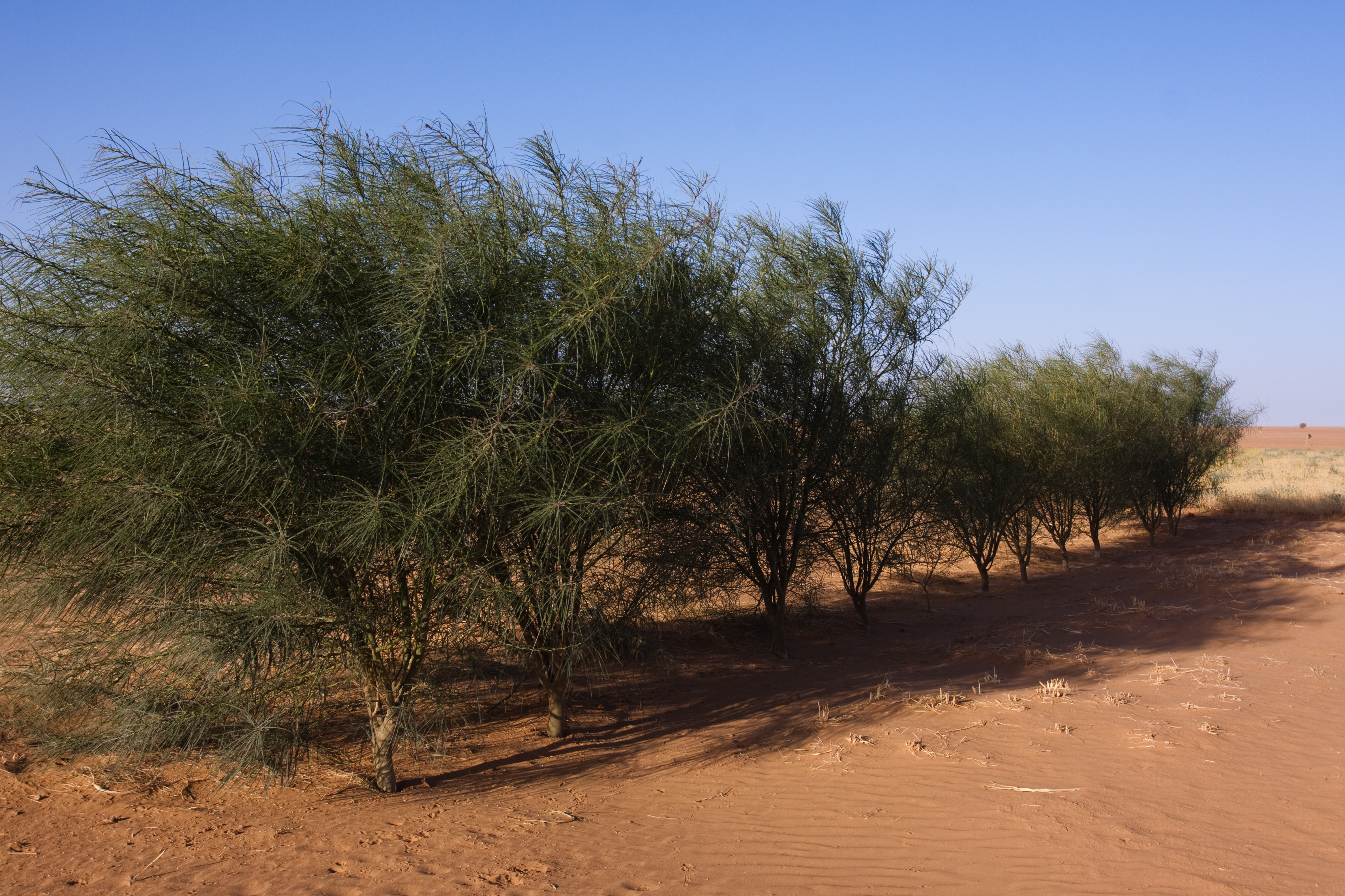 Desert Agriculture