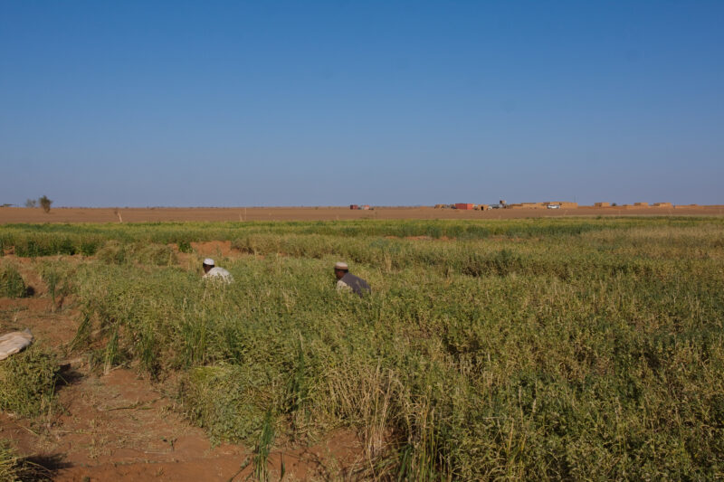 Desert Agriculture — Men harvest their crops, grown in a desert region of Sudan, thanks to a irrigation system installed by ADRA Norway — Africa, Sudan, food...