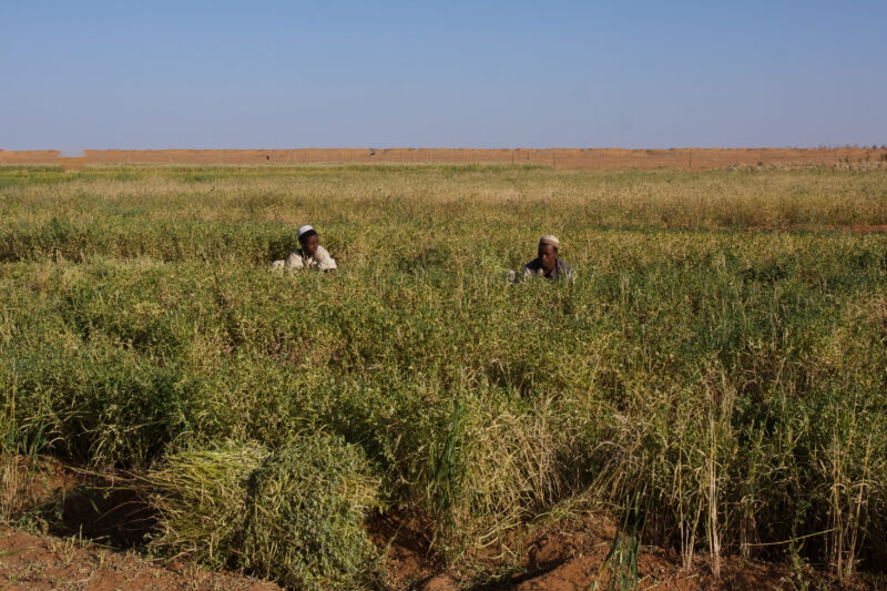 Desert Agriculture — Men harvest their crops, grown in a desert region of Sudan, thanks to a irrigation system installed by ADRA Norway — Africa, Sudan, food...