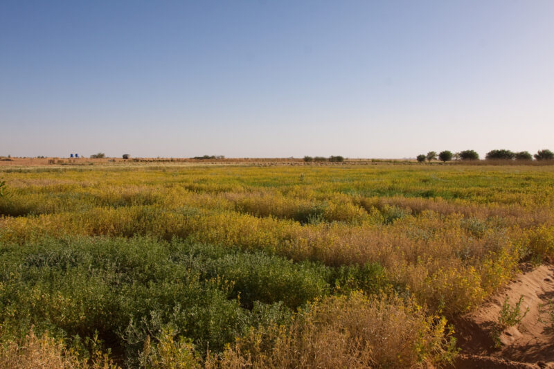 Photo: Desert Agriculture — Africa, Sudan