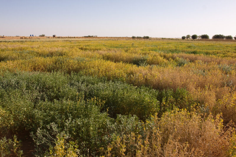 Photo: Desert Agriculture — Africa, Sudan