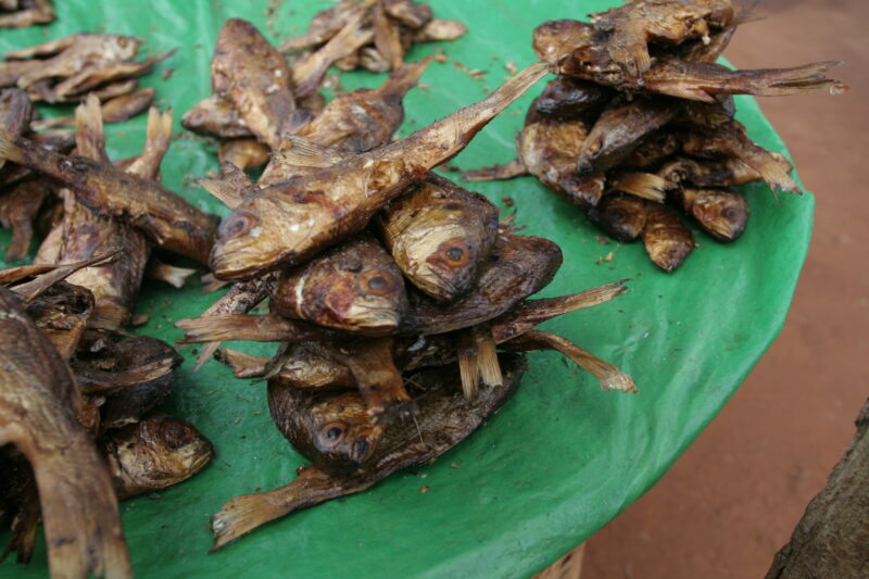 Fish at the Market in Togo, Africa — Togo, Africa, West Africa, fish