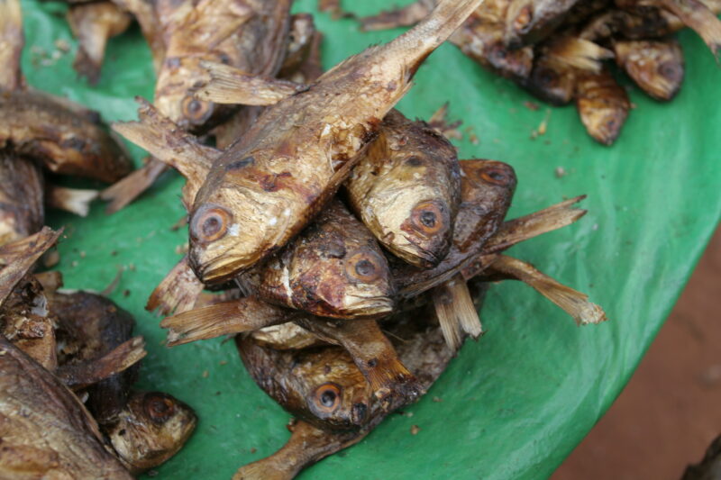 Fish at the Market in Togo, Africa — Togo, Africa, West Africa, fish