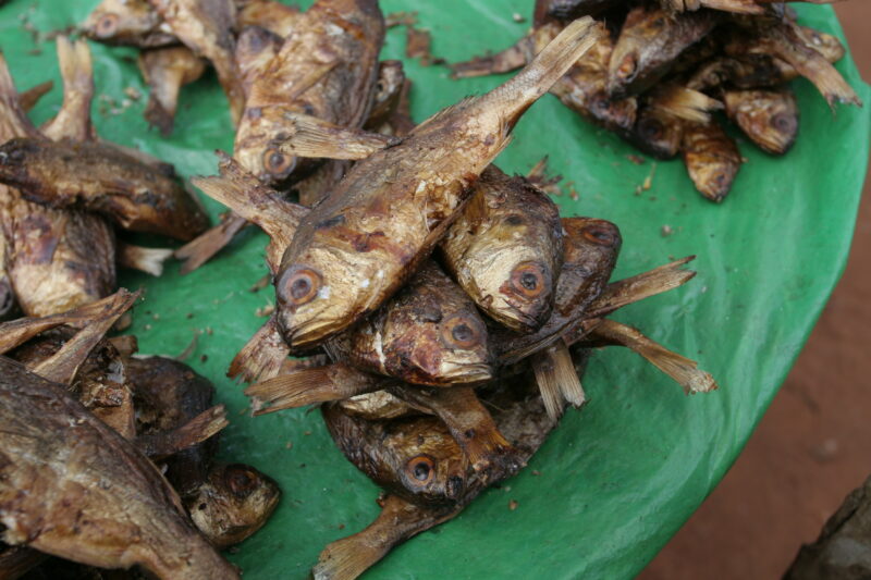 Fish at the Market in Togo, Africa — Togo, Africa, West Africa, fish