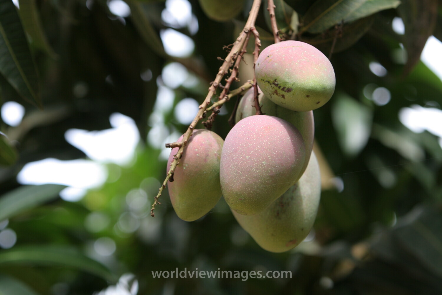 Mango ready for Picking