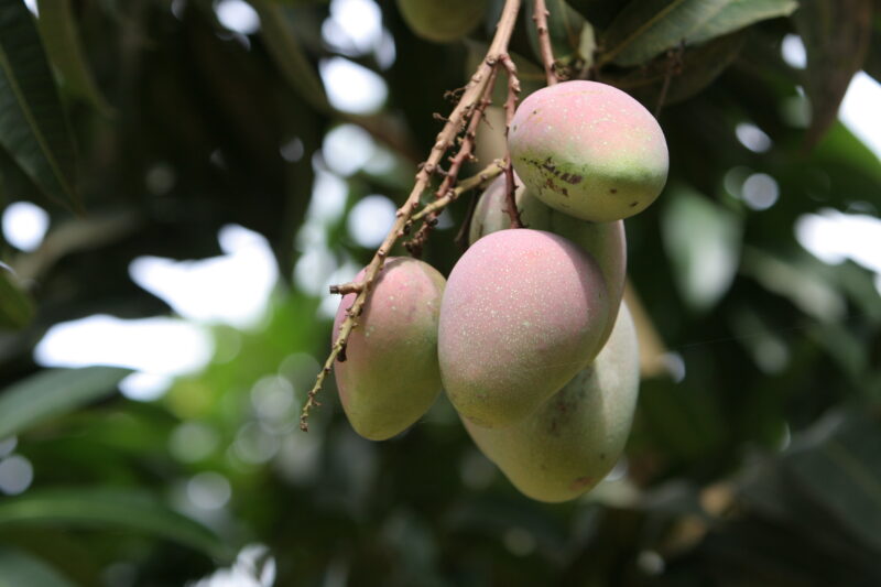Mango ready for Picking — Ripe Mangos in a Tree in Togo, West Africa ready for picking, and eating! — Togo, Africa, West Africa