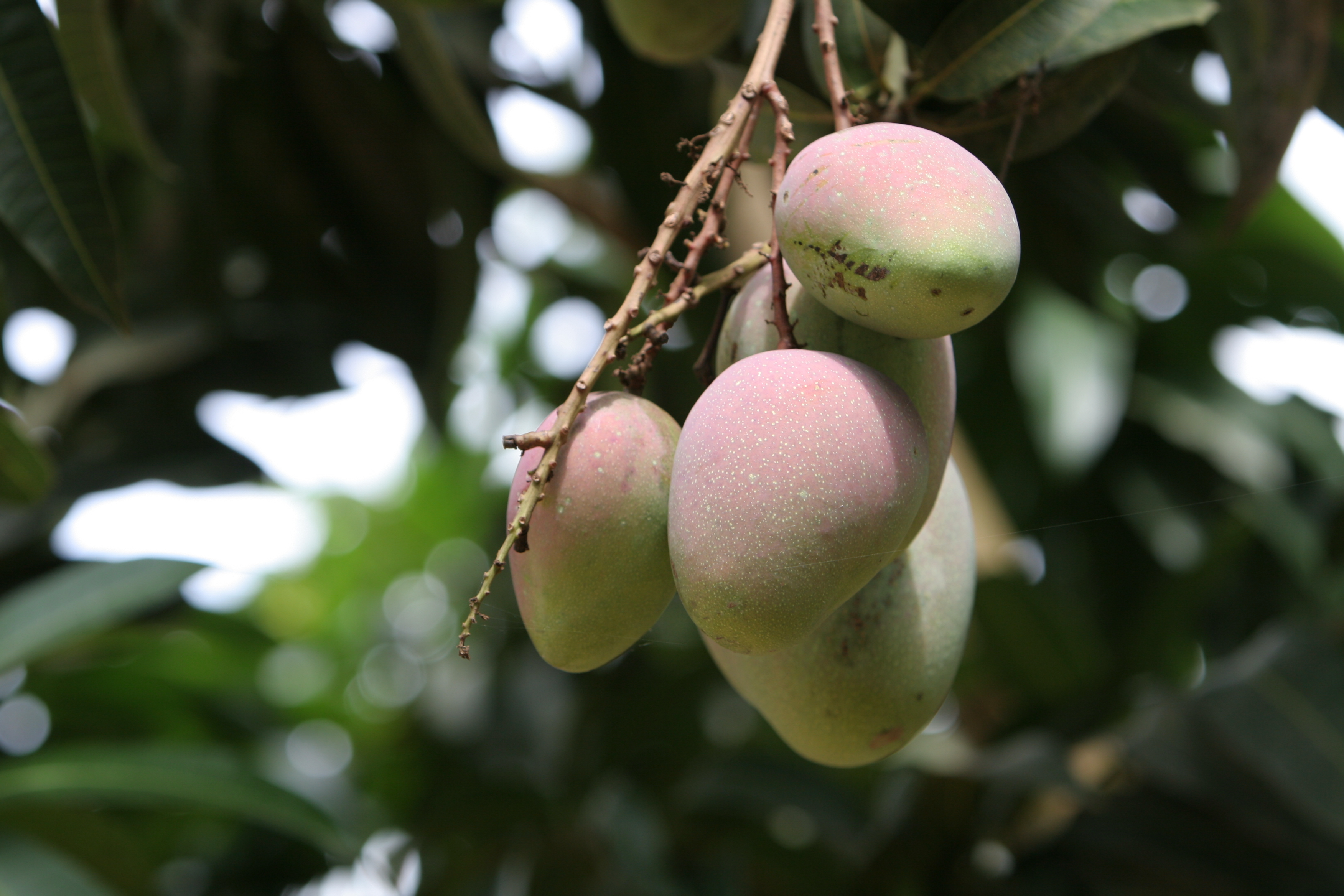 Mango ready for Picking