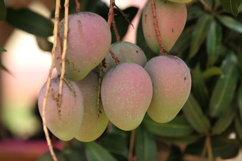 Mango ready for Picking — Ripe Mangos in a Tree in Togo, West Africa ready for picking, and eating! — Togo, Africa, West Africa