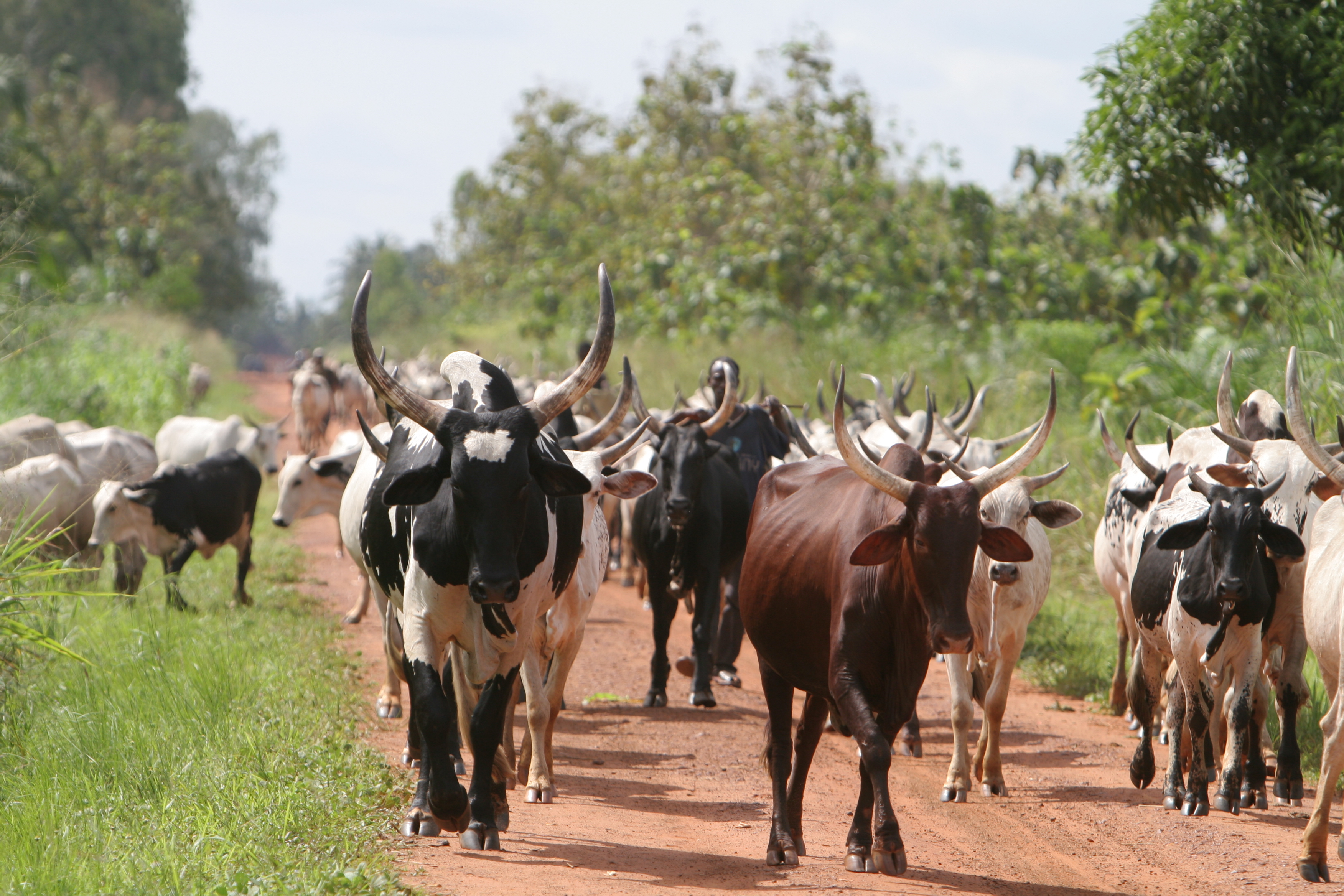 Cattle on the Move in Togo