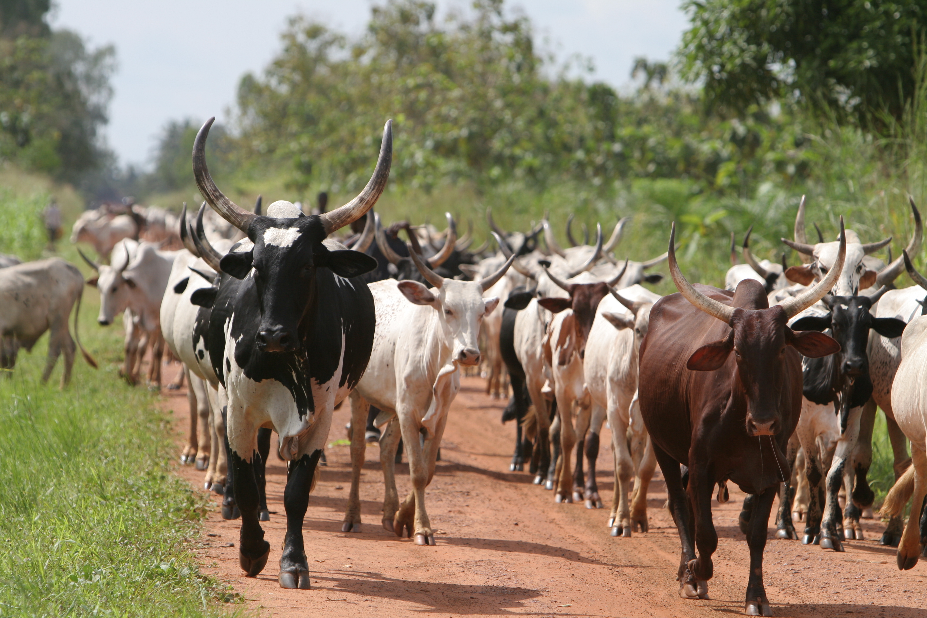 Cattle on the Move in Togo