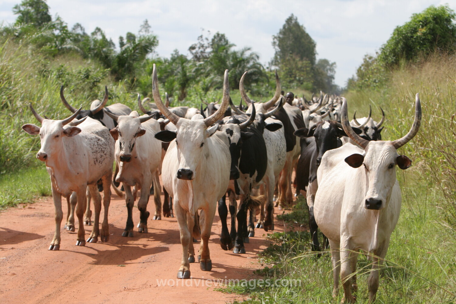 Cattle on the Move in Togo