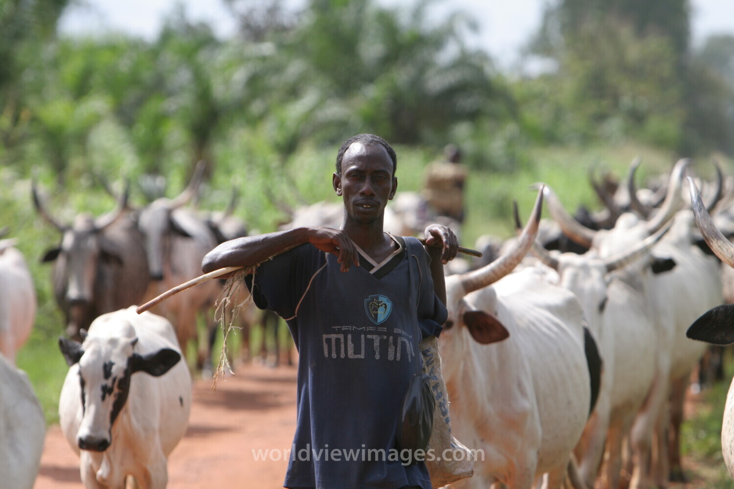 Cattle on the Move in Togo